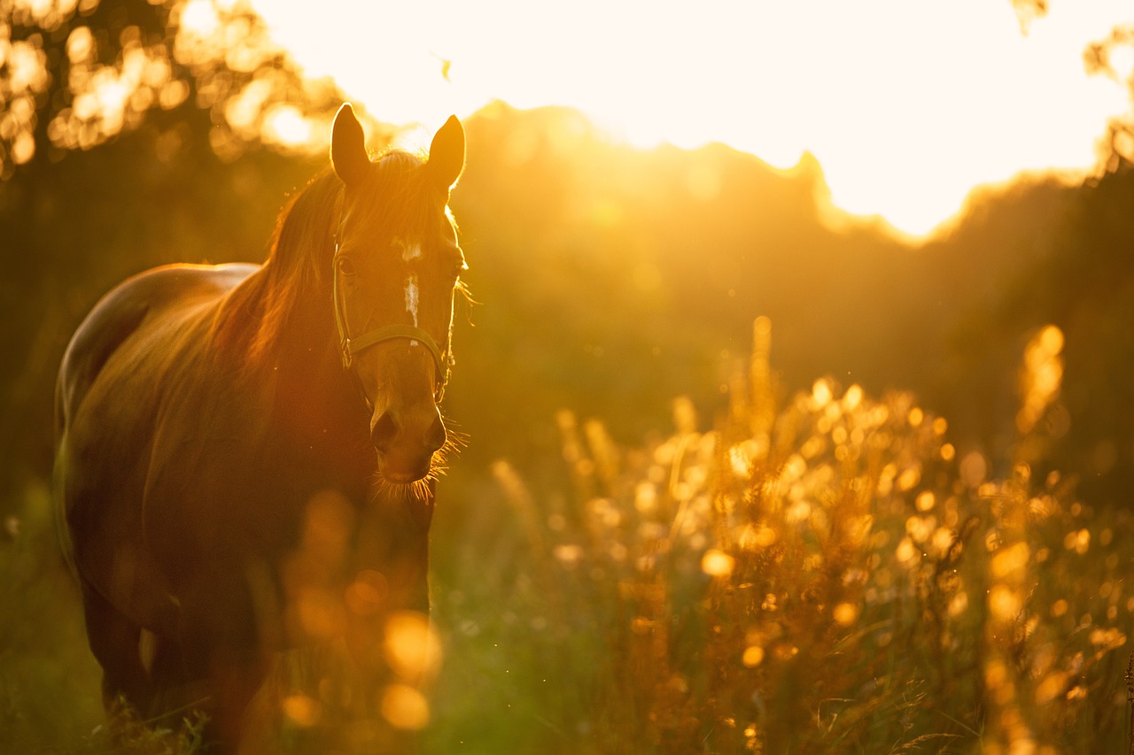 How to Draw a Running Horse: Step-By-Step Guide